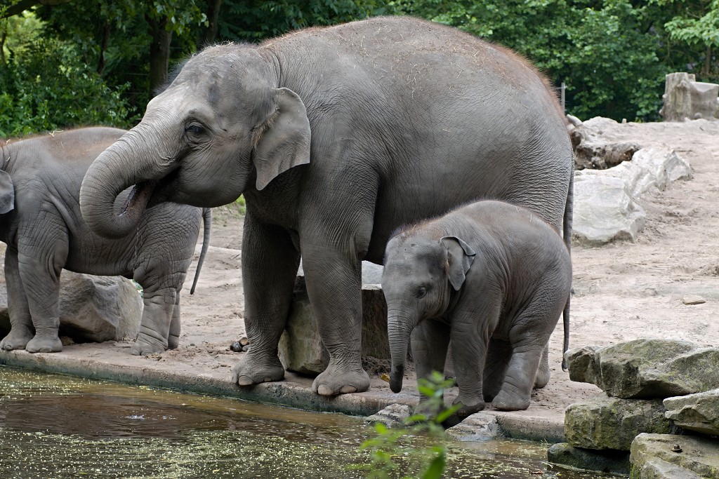 zoogdieren hdr natuur huisdieren zoogdier huisdier mammalia natuurmonumenten staatsbosbeheer zoo dierentuin